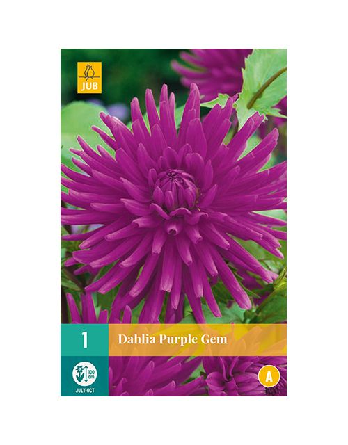 JUB Dahlia Purple Gem 1 stuk