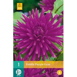 JUB Dahlia Purple Gem 1 stuk