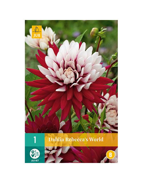 JUB Dahlia Rebecca'S World 1 stuk