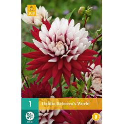 JUB Dahlia Rebecca'S World 1 stuk