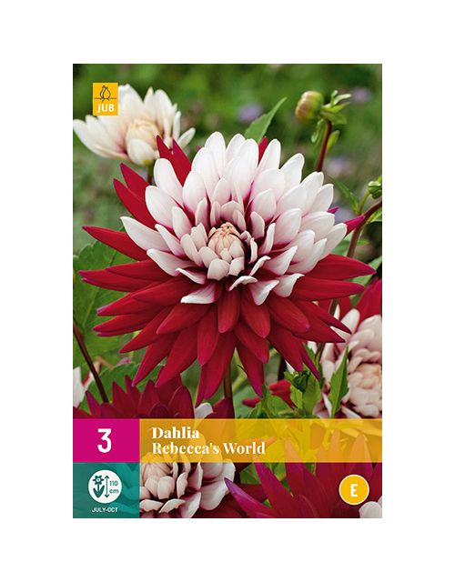 JUB Dahlia Rebecca's World 3 stuks