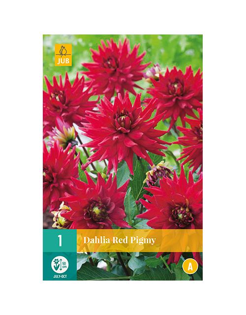 JUB Dahlia Red Pigmy 1 stuk