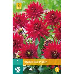 JUB Dahlia Red Pigmy 1 stuk