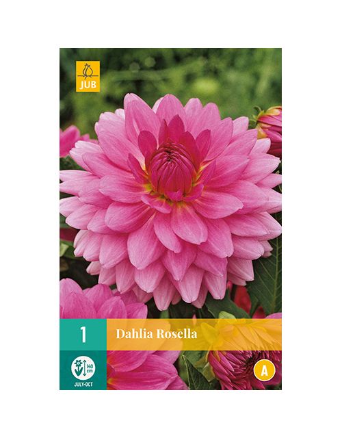 JUB Dahlia Rosella 1 stuk