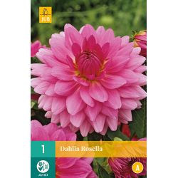 JUB Dahlia Rosella 1 stuk