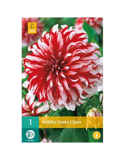 JUB Dahlia Santa Claus 1 stuk