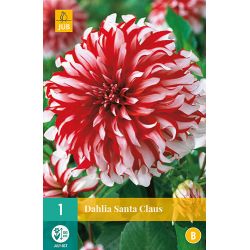 JUB Dahlia Santa Claus 1 stuk
