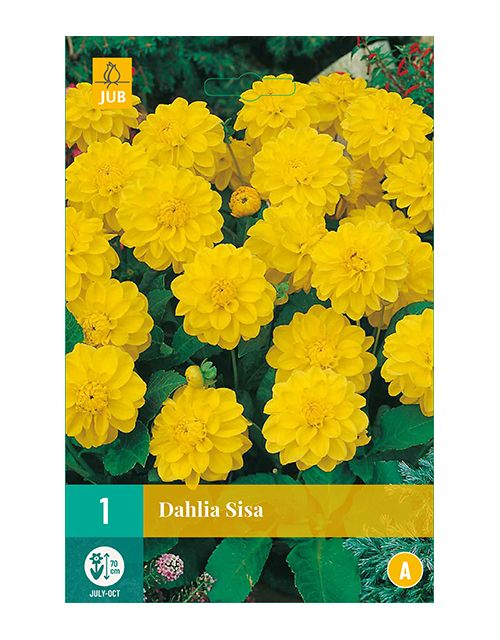 JUB Dahlia Sisa 1 stuk