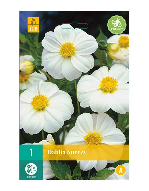 JUB Dahlia Sneezy 1 stuk