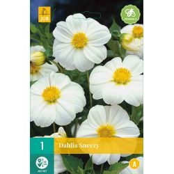 JUB Dahlia Sneezy 1 stuk
