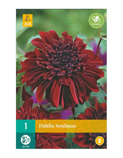 JUB Dahlia Soulman 1 stuk