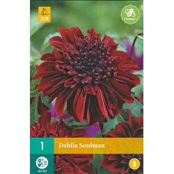 JUB Dahlia Soulman 1 stuk