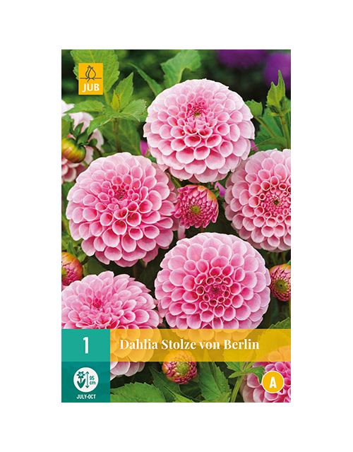 JUB Dahlia Stolze Von Berlin 1 stuk