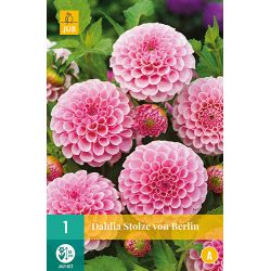 JUB Dahlia Stolze Von Berlin 1 stuk