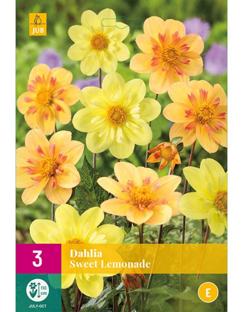 JUB Dahlia Sweet Lemonade 3 stuks