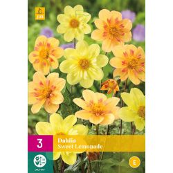 JUB Dahlia Sweet Lemonade 3 stuks
