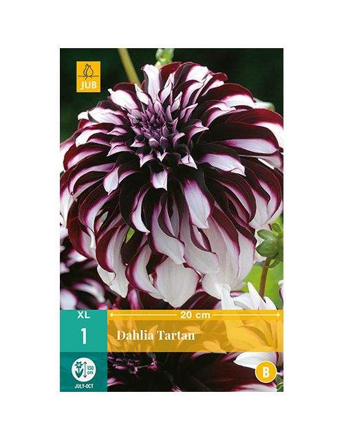 JUB Dahlia Tartan 1 stuk