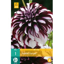 JUB Dahlia Tartan 1 stuk