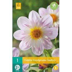 JUB Dahlia Teesbrooke Audrey 1 stuk