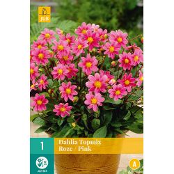 JUB Dahlia Topmix Roze 1 stuk