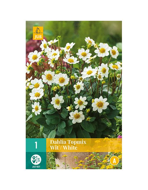 JUB Dahlia Topmix Wit 1 stuk