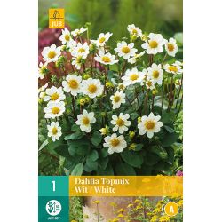 JUB Dahlia Topmix Wit 1 stuk