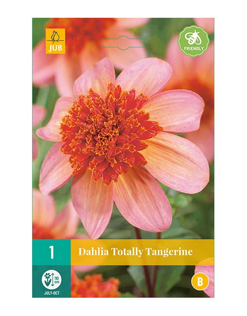 JUB Dahlia Totally Tangerine 1 stuk