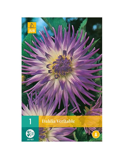 JUB Dahlia Veritable 1 stuk