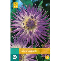 JUB Dahlia Veritable 1 stuk