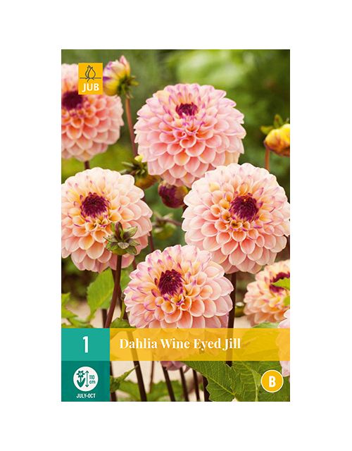 JUB Dahlia Wine Eyed Jill 1 stuk