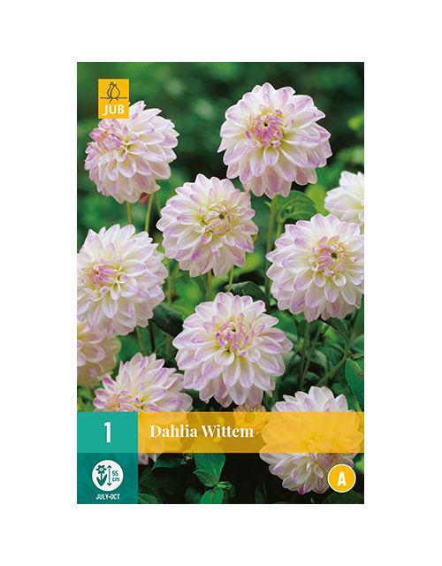 JUB Dahlia Wittem 1 stuk