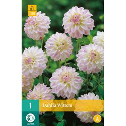 JUB Dahlia Wittem 1 stuk
