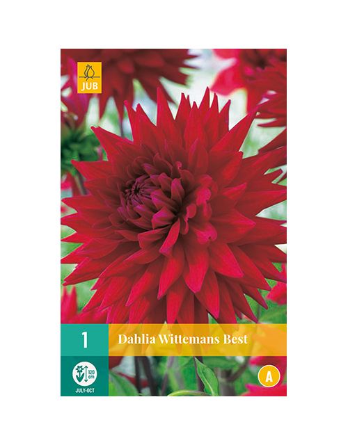 JUB Dahlia Wittemans Best 1 stuk