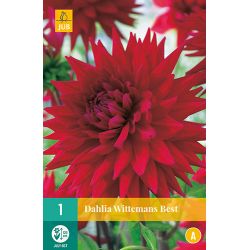 JUB Dahlia Wittemans Best 1 stuk