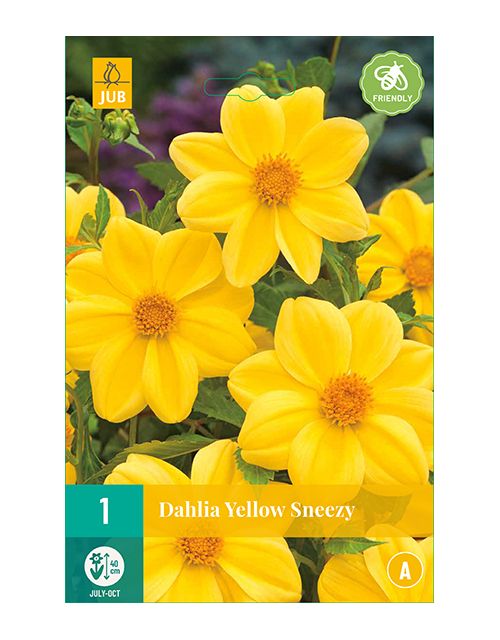 JUB Dahlia Yellow Sneezy 1 stuk