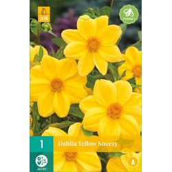 JUB Dahlia Yellow Sneezy 1 stuk