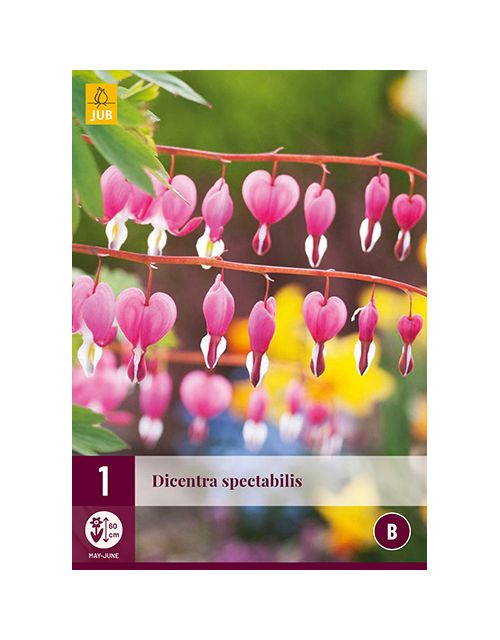 JUB Dicentra Spectabilis 1 stuk