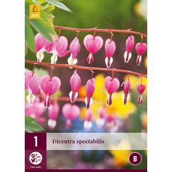 JUB Dicentra Spectabilis 1 stuk
