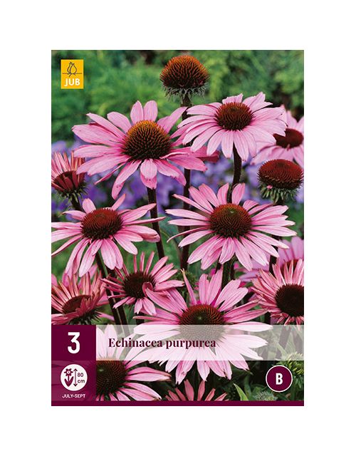 JUB Echinacea Purpurea 3 stuks