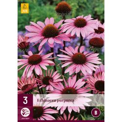JUB Echinacea Purpurea 3 stuks