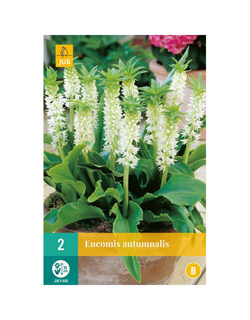 JUB Eucomis Autumnalis 2 stuks