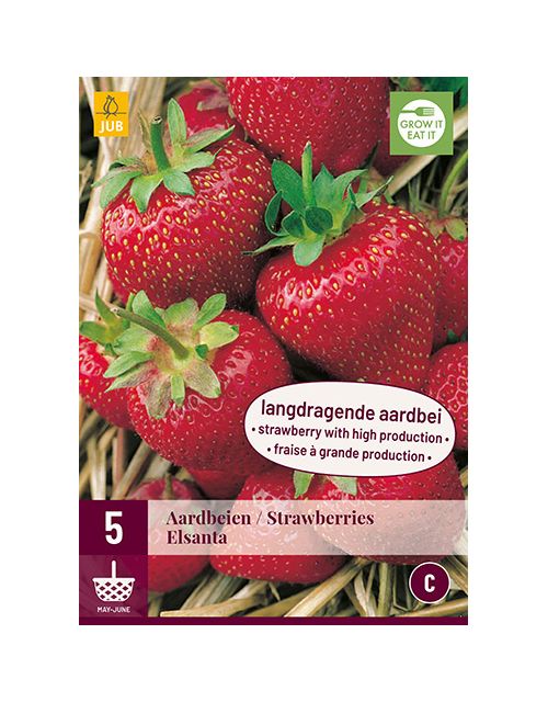 JUB Fragaria Elsanta 5 stuks