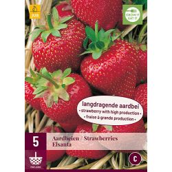 JUB Fragaria Elsanta 5 stuks
