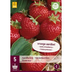 JUB Fragaria Honeoye 5 stuks