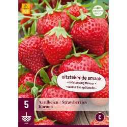 JUB Fragaria Korona 5 stuks