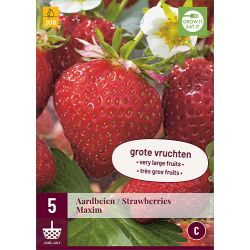 JUB Fragaria Maxim 5 stuks