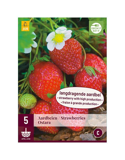 JUB Fragaria Ostara 5 stuks