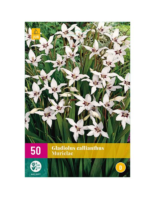 JUB Gladiolus Callianthus 5 stuks