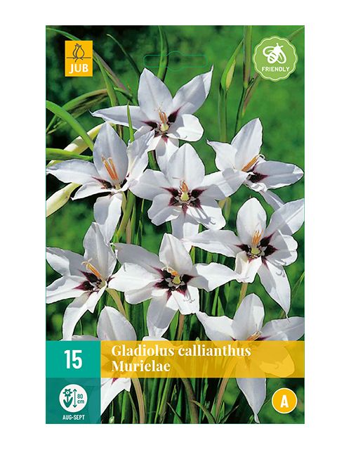 JUB Gladiolus Callianthus Murielae 1 stuk
