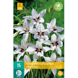 JUB Gladiolus Callianthus Murielae 1 stuk